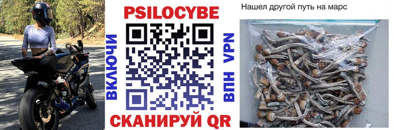 Псилоцибиновые грибы Cubensis Андреаполь